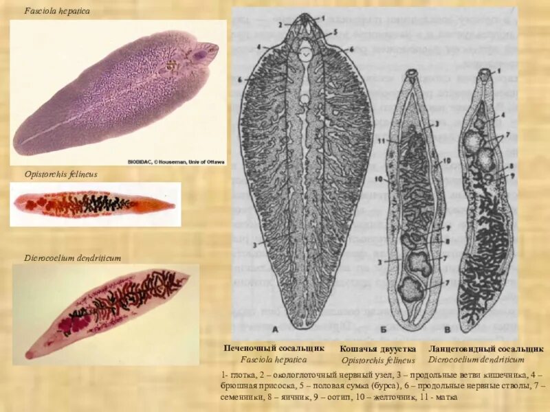 Печеночный сосальщик тип животных. Трематоды fasciola hepatica. марита fasciola hepatica строение. печеночный сосальщик (fasciola hepatica).