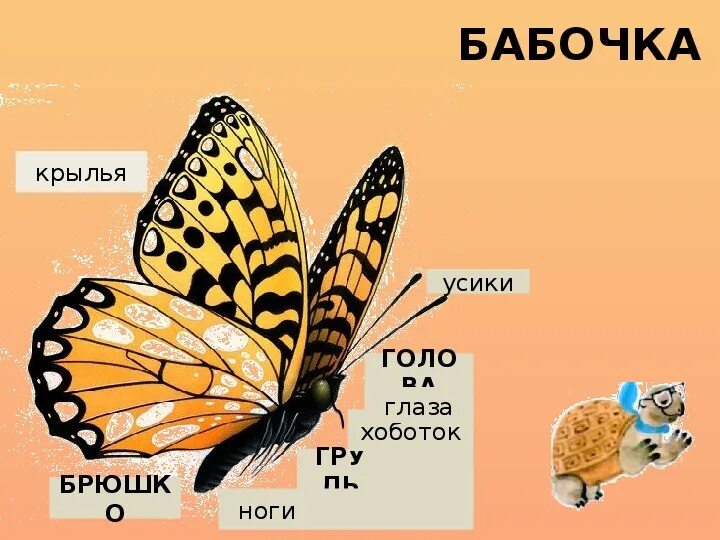 Сколько ног у насекомых 1 класс окружающий