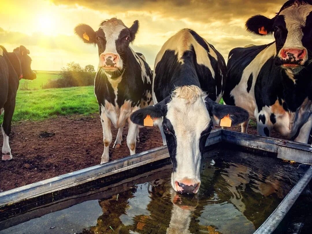 Молочная ферма. В животноводстве жизнь. Животноводство коровы. Корова абердин ангус. В животноводстве жизнь.