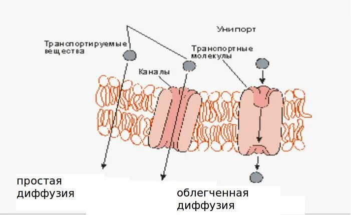 Простая диффузия и облегченная диффузия отличия. Простая диффузия. простая и облегченная диффузия. облегчённая диффузия. облегченная диффузия в мембране.