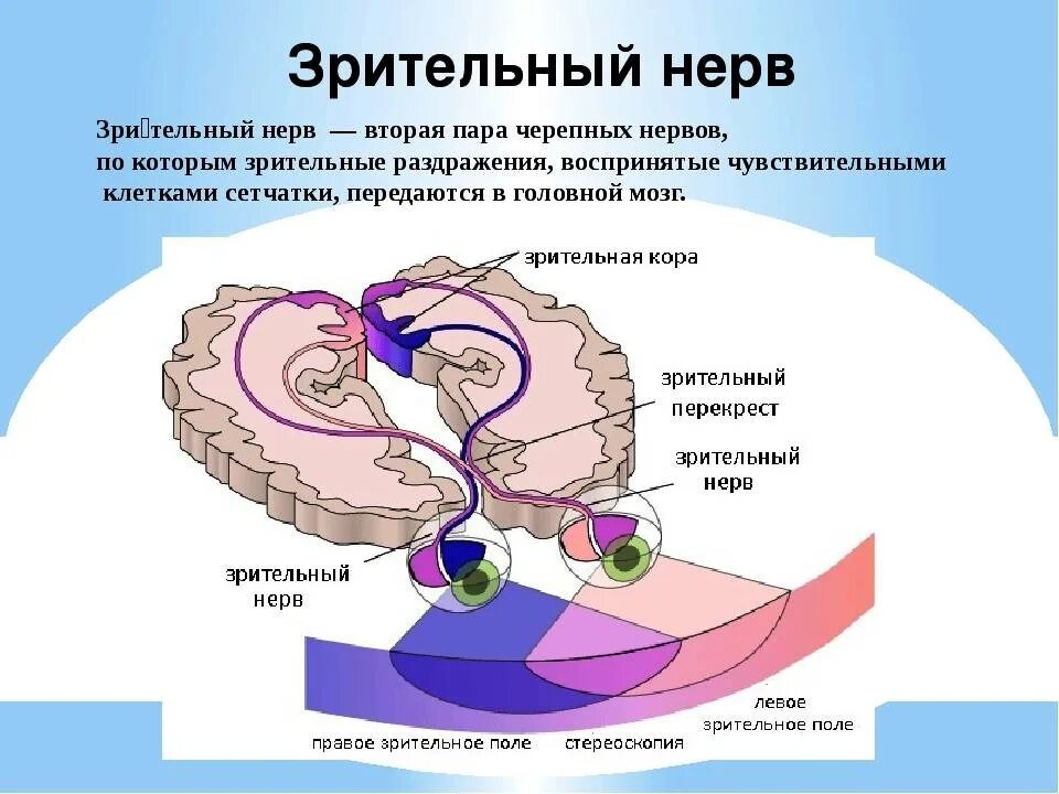 Структуры глаза зрительный нерв. Зрительный нерв оптические параметры. Зрительный нерв строение. Зрительный нерв формируют аксоны. Ипсилатеральный зрительный нерв.