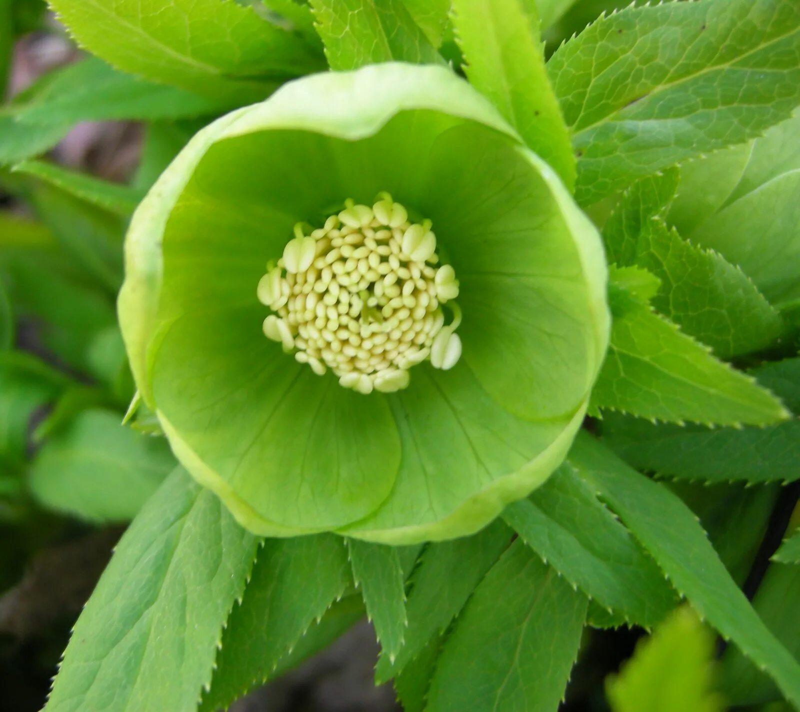 Восточные растения названия. Морозник геллеборус. Морозник цветок. Морозник зеленый цветок. Морозник дикий.
