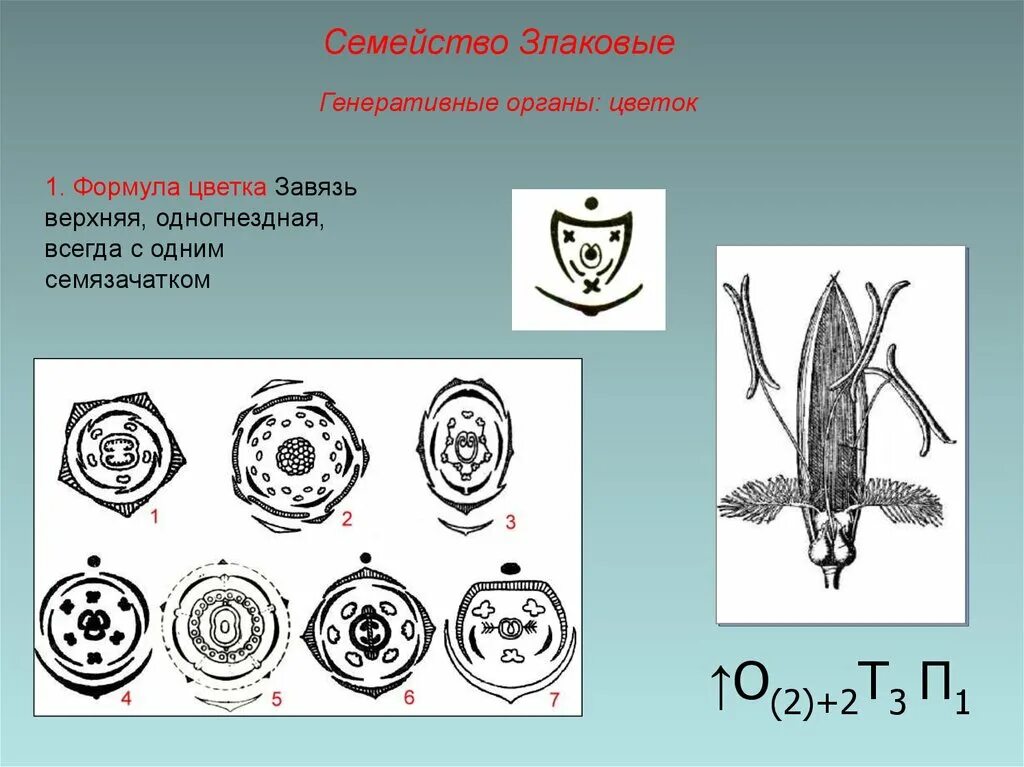 Органы злаковых. Семейство злаковые формула цветка. Диаграмма семейства злаки (Мятликовые). Семейство Мятликовые формула цветка. Семейство злаковые диаграмма цветка.