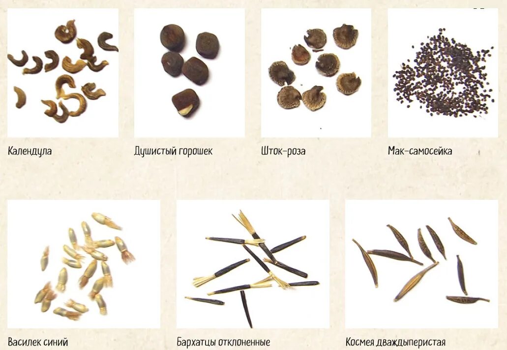 Дазанья. Семена растений. Семена растений виды. Семена растений с названиями. Семена растений и их названия.
