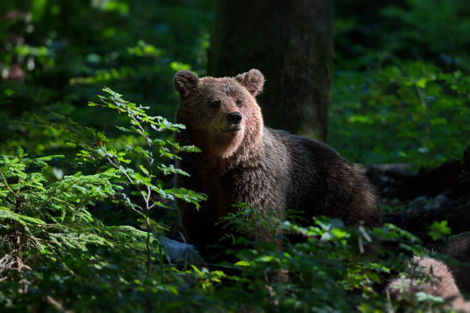 Животные русского леса. Медведь в лесу. Мишка в лесу. Красивый медведь. Удивление в лесу