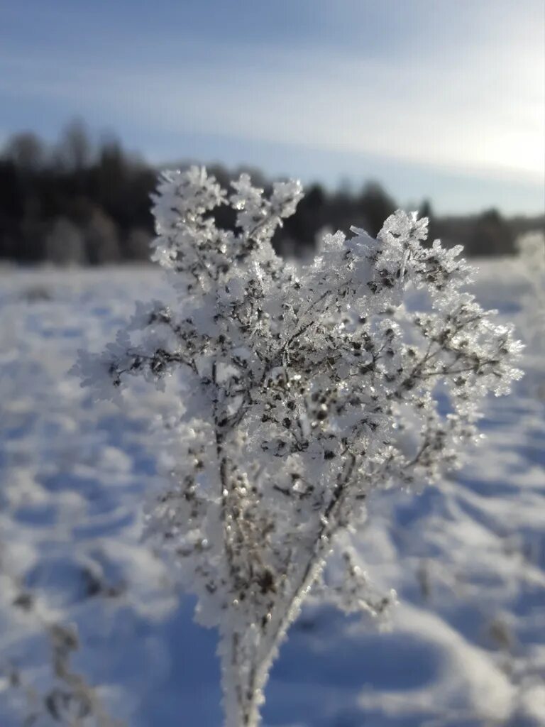 Пушистая зима. Название хрустальная зима. Иней на деревьях. Хрустальный куст. Необычные пейзажи.