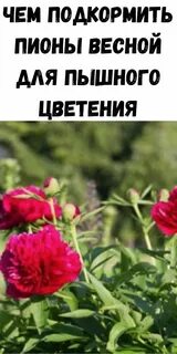 Можно ли подкормить пионы аммиачной селитрой