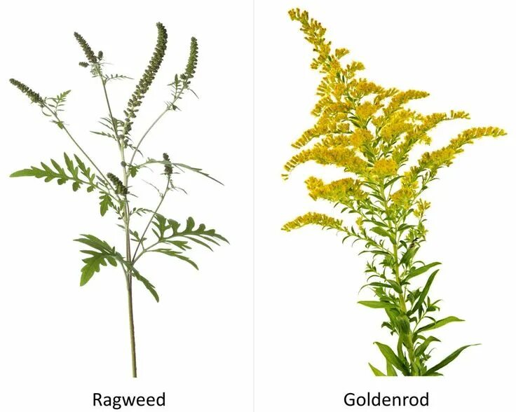 Золотарник канадский (solidago canadensis l. Солидаго, золотарник (solidago). Донник золотарник. Амброзия золотарник. Амброзия и золотарник отличия фото и описание.