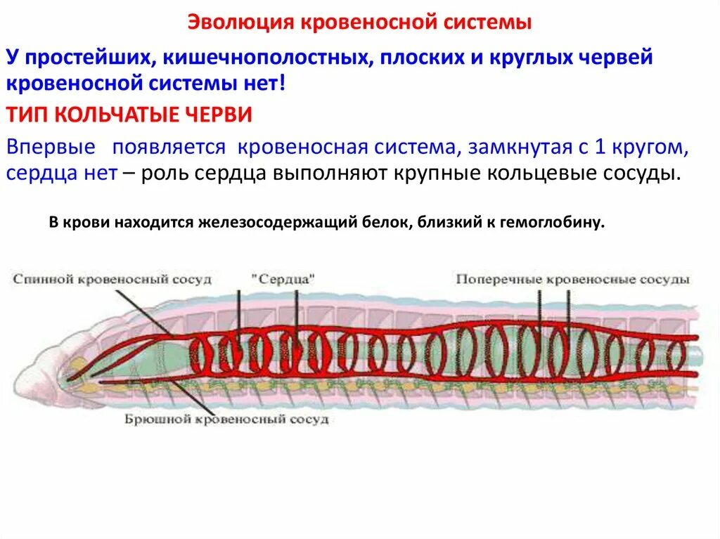 У круглых червей отсутствует. Круглые черви строение кровеносной системы. Строение кровеносной системы круглых червей. Кровеносная система Тип круглые черви плоские черви кольчатые черви. Кровеносная система плоских червей 7 класс.
