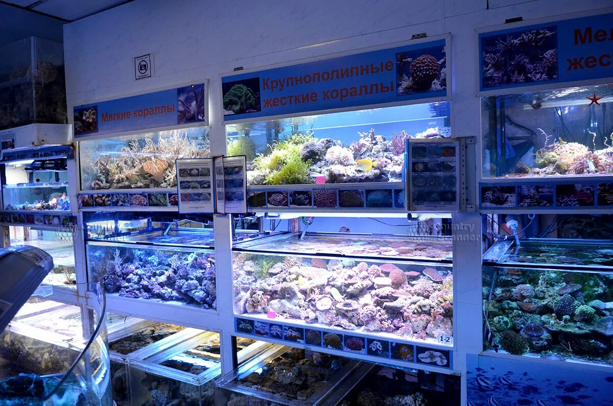 Морской аквариум на чистых прудах. Океанариум морской аквариум. Океанариум на чистых прудах. Океанариум на чистых прудах. Океанариум москва чистопрудный бульвар.