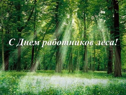 Леса учат понимать прекрасное