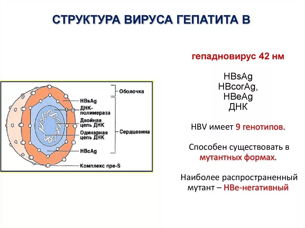 Вирусный гепатит hbsag. Строение вируса гепатита б. вирус гепатита б антигенная структура. вирусный гепатит а антигенная структура. hepadnaviridae строение.