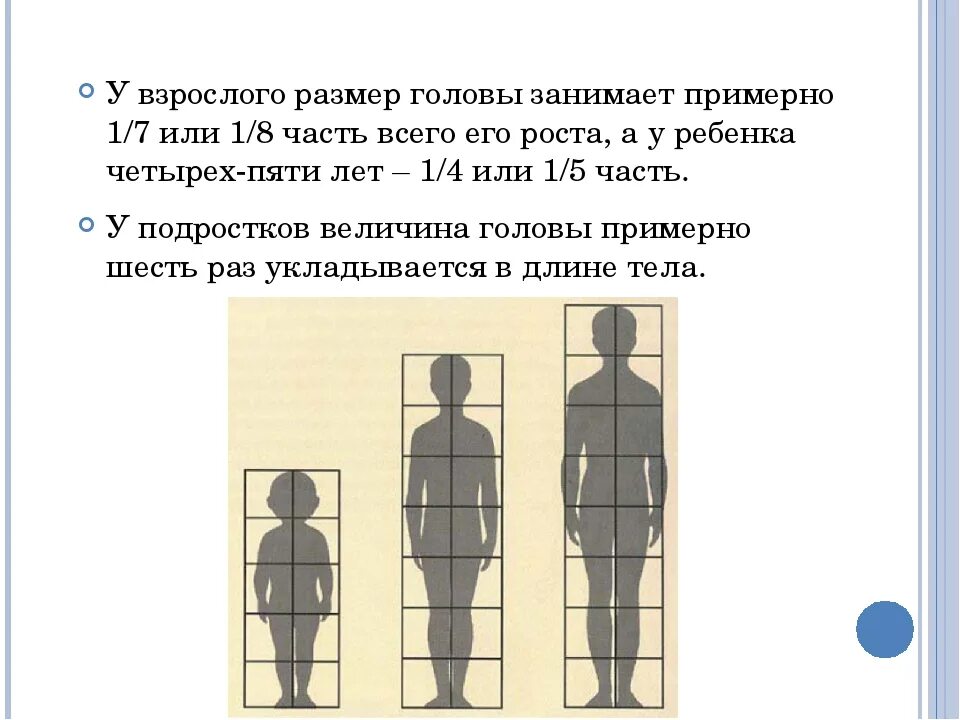 У взрослого человека размер головы занимает. У взрослого человека размер головы занимает какую часть роста. У взрослого человека размер головы занимает 1/7. Пропорции человека.