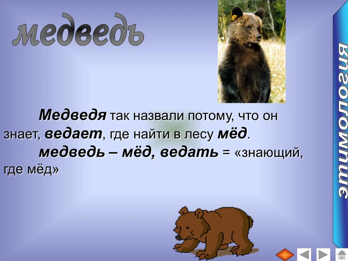 Значение слова медведь. Слово медведь. Словарное слово медведь в картинках. Словарное слово медведь. Медведь мед ведает.