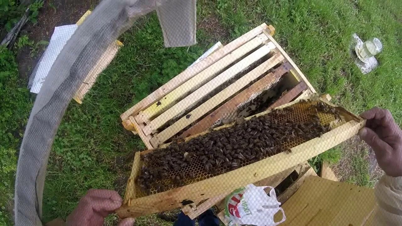 Весенняя подкормка пчел сиропом. Подкормка пчел весной. Весенняя подкормка пчел. Подкормка пчёл в улье сиропом. Зимняя подкормка пчел.
