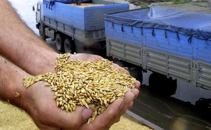 Масличные зерновые грузы. Зерно фото. Закупочная интервенция зерна что это такое. Оптовая торговля зерном.