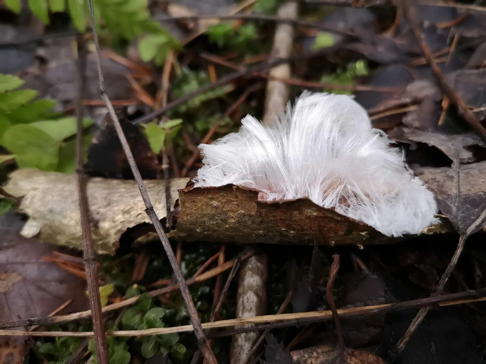 Биологи обнаружили удивительное явление. Ледяные волосы гриб. Ледяные цветы в лесу. Ледяные волосы растений. Волосатый лед.