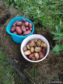 К чему снится крупная картошка женщине