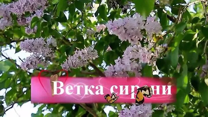 Заволокины ветка сирени. Настя Заволокина ветка сирени. Одинокая ветка сирени Заволокина. Ветка сирени текст Заволокина.