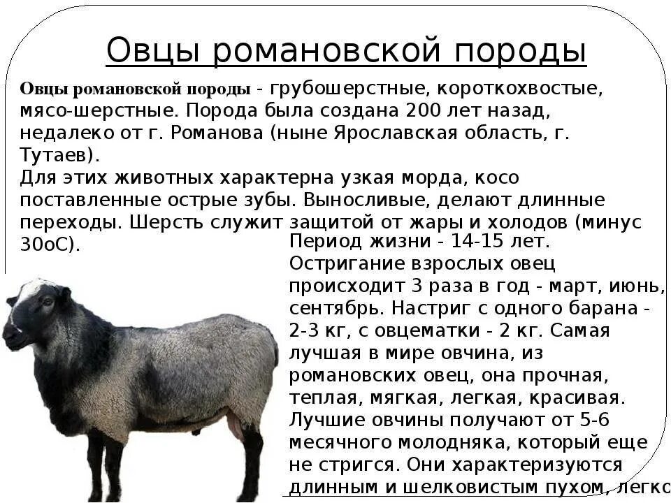 Сколько ягненок надо молока. Грубошерстные породы овец Романовская. Романовская порода овец вес. Романовская порода овец скрещивание. Романовская порода овец 3d.