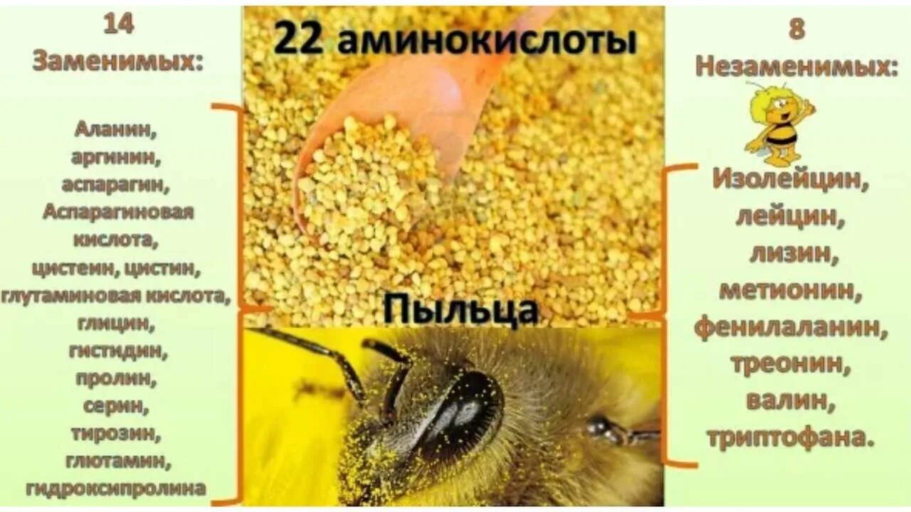 Пыльца пчелиная полезные как принимать. Пыльца пчелиная. продукты пчеловодства пыльца. цветочная пыльца на пчеле. пыльца пчелиная полезные свойства.
