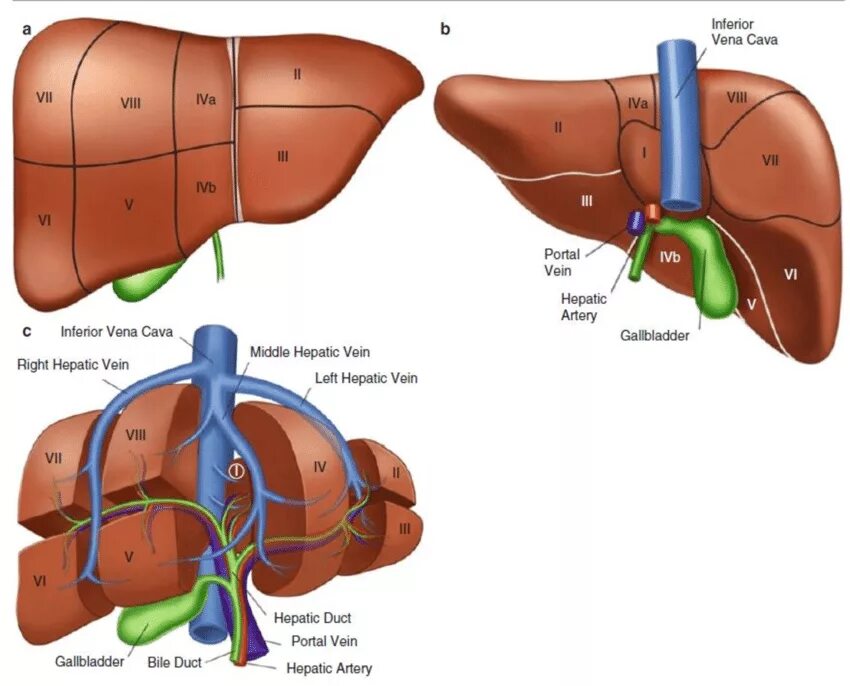 Сегментарное строение печени анатомия. Топографическая анатомия сегментов печени. Диафрагмальная поверхность печени анатомия. Доли сектора и сегменты печени. Узи печени схема
