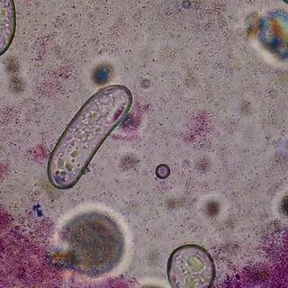 Жыныстық позициялар жақсы