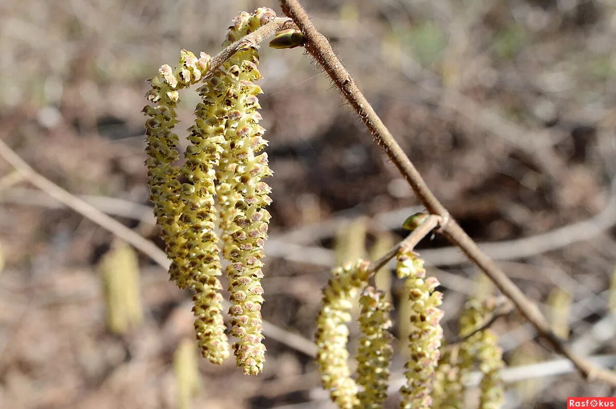 фундук (лесной орех). плод крылатка вяз. березовые сережки. орехи березы. семейство березовые - лещина.