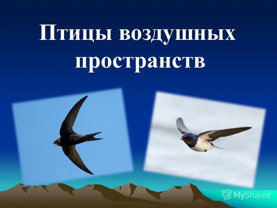 Птицы открытых воздушных пространств особенности. Птицы открытых пространств. Птицы воздушных пространств. Виды птиц открытых пространств. Птица которая живет на открытых пространствах.