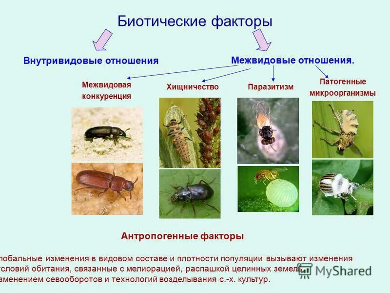 Межвидовые отношения презентация. Хищничество паразитизм конкуренция. Биотические факторы паразитизм.