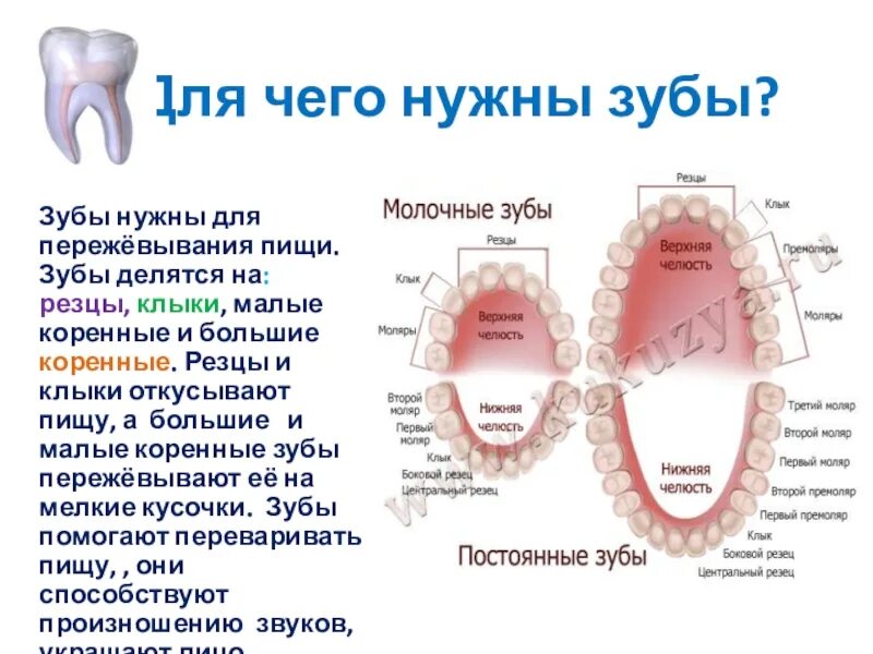 Большие резцы зубы. Малые и большие коренные зубы. Зубы резцы клыки малые коренные большие коренные.