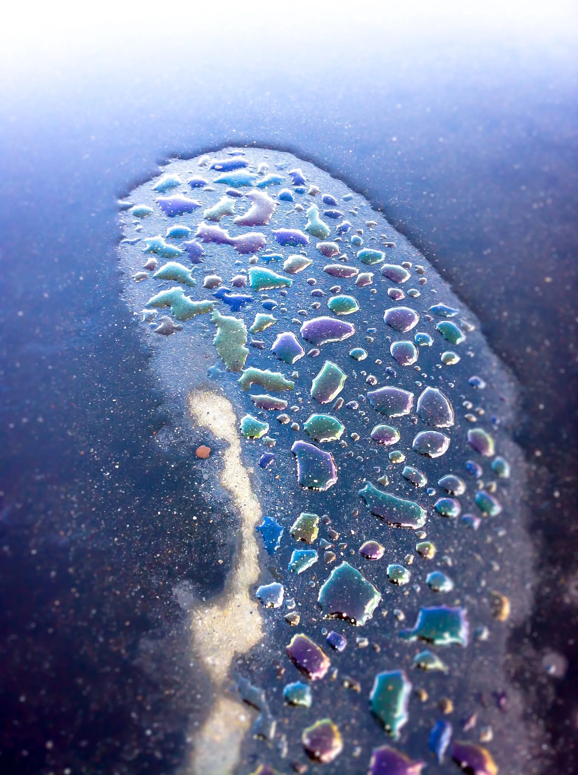 Планктон мирового океана. Морской планктон. Планктон в воде. Планктон в природе. Красивый планктон.