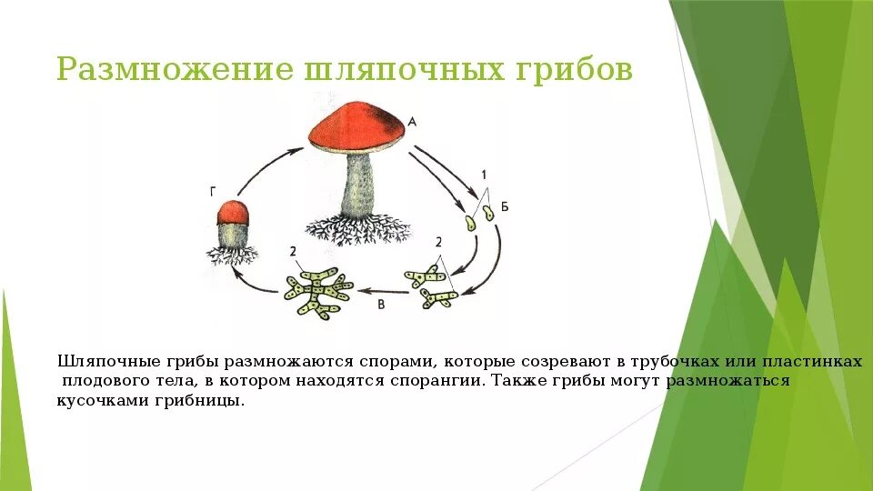 Размножение шляпочного гриба. Жизненный цикл шляпочного гриба схема. Размножение шляпочных грибов. Шляпочные грибы размножаются. Функция спор грибов