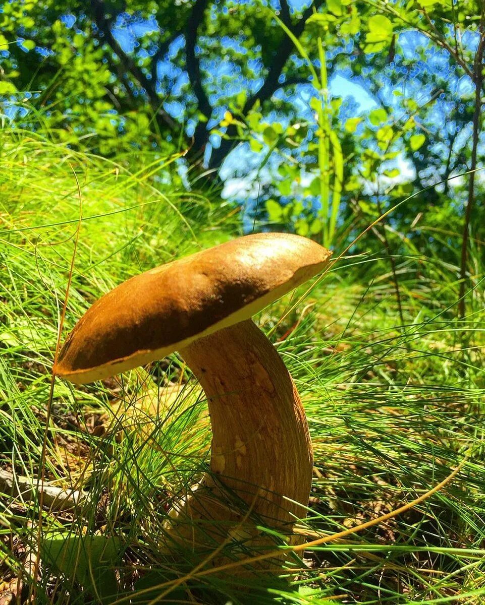 Грибы дальнего востока. Грибы дальнего востока. Обабок дальневосточный гриб. Грибы дальнего востока опята. Съедобные грибы дальнего востока.