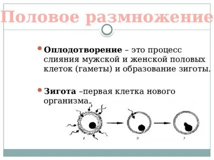 В каком процессе образуются гаметы
