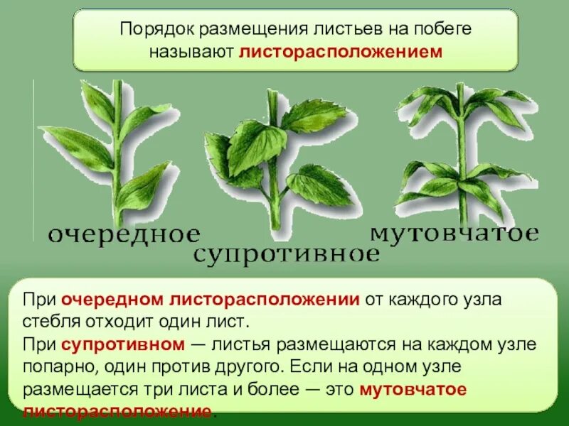 Внешнее строение листа листорасположение тест. Очередное супротивное мутовчатое листорасположение. листорасположение 6 класс биология. типы листорасположения. супротивное расположение листьев.