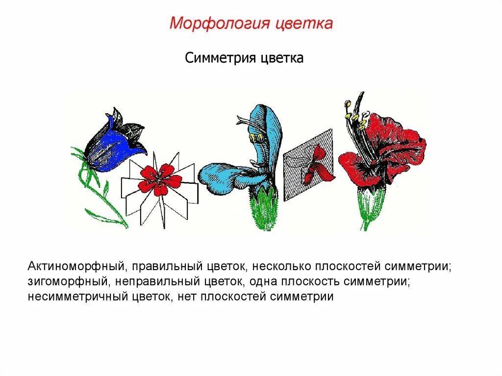 Тип тюльпана по симметрии. Симметрия цветка актиноморфный зигоморфный асимметричный. типы симметрии цветка. правильный цветок актиноморфный. типы симметрии цветков.