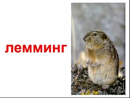 Лемминг сообщение для 4 класса окружающий мир