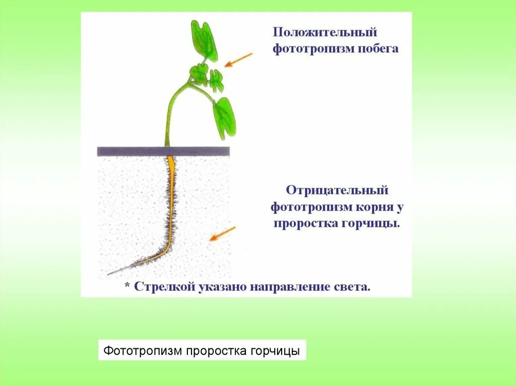 Влияние какого развития проростков иллюстрирует данный опыт. Фототропизм и геотропизм. Фототропизм проростков овса. Фототропизм у растений. Положительный и отрицательный фототропизм.