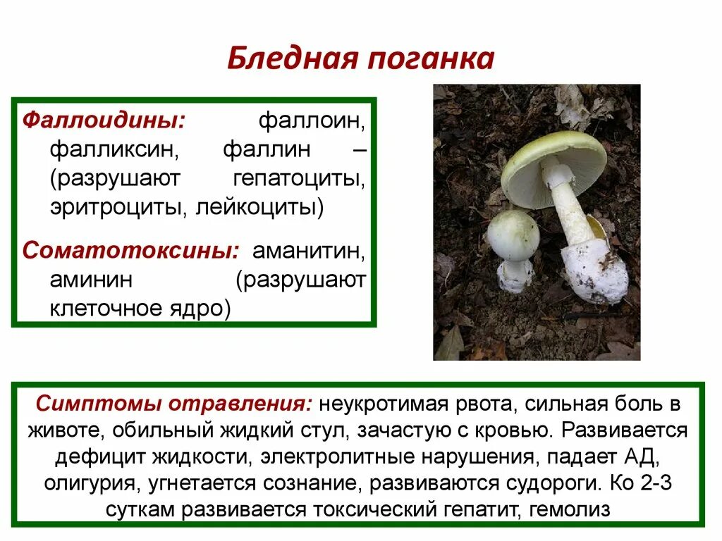 Бледная поганка ядовитые грибы. Гриб двойник бледной поганки. Фаллоидины бледной поганки. Бледная поганка (Amanita phalloides). Противоядие от бледной поганки