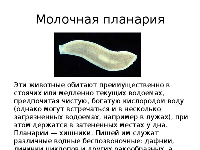 Плоский червь какой тип. Молочная планария это плоский червь. Ресничные черви молочная планария. Плоские черви белая планария. Тип плоские черви молочная планария.