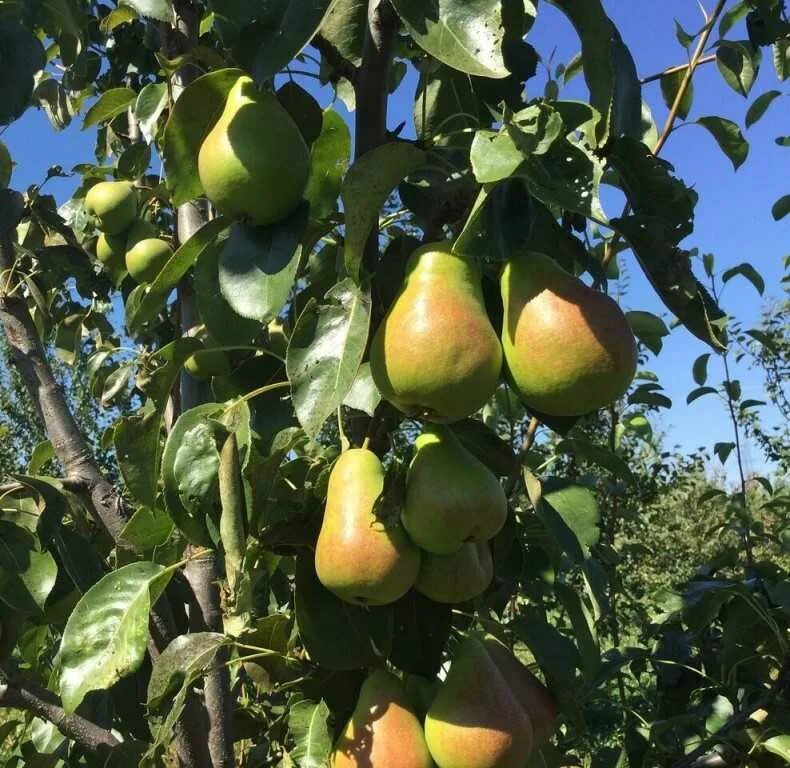 Груша чижовская описание сорта фото отзывы садоводов