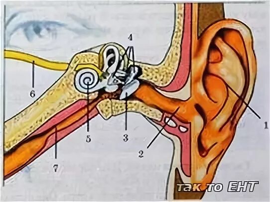 Барабанные перепонки и евстахиева труба с носом. Ухо расположено с наклоном. Нервы уха человека анатомия. В среднем ухе расположены 3