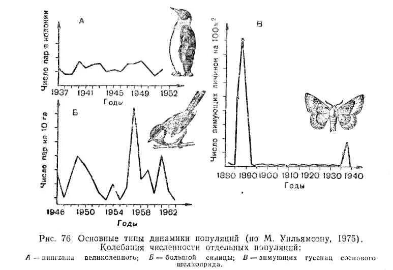 Схема динамики численности популяции. Циклический Тип динамики численности популяции. Типы динамики популяции схема. Флюктуирующий Тип динамики численности популяций.