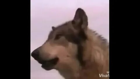 Собака нохча
