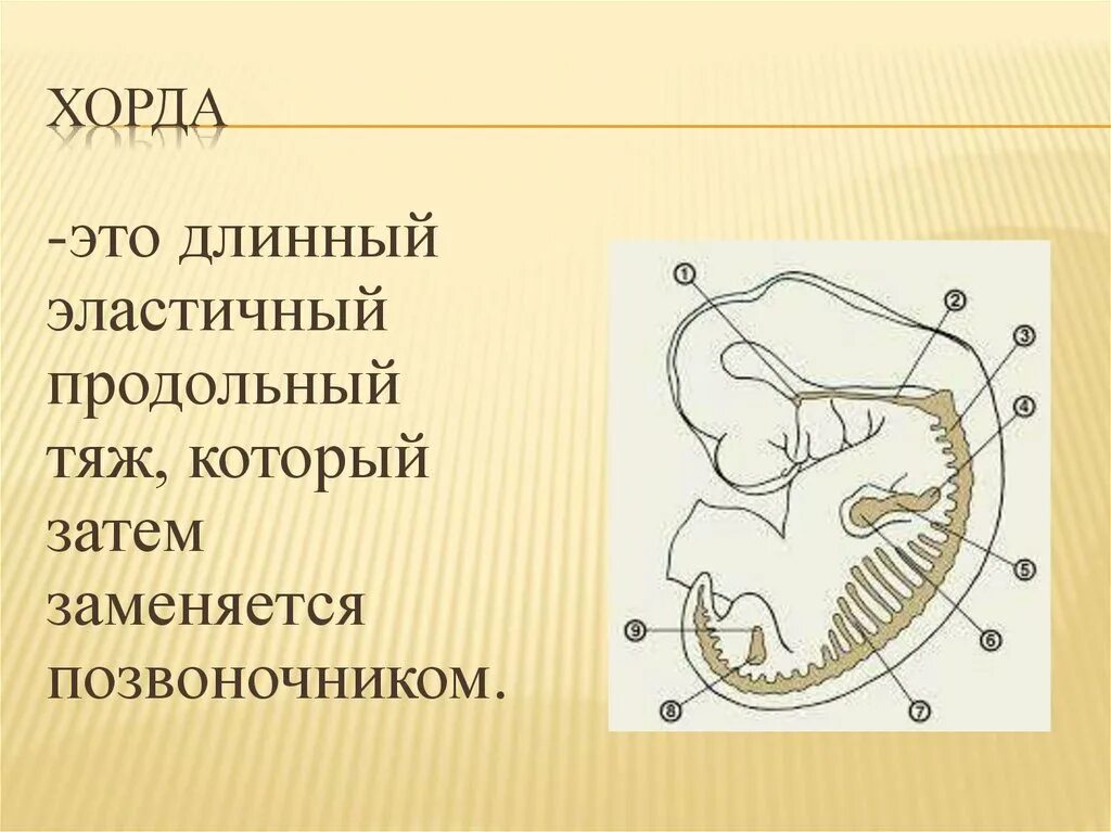 Наличие хорды у человека. Хорда заменяется позвоночником. Хорда эластичный тяж. Продольные тяжи. Удлинённая хорда.