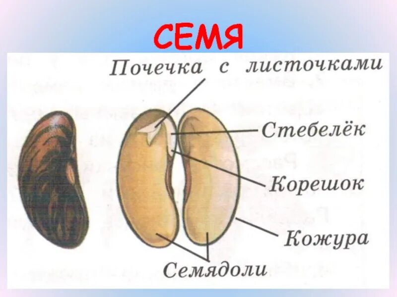 Часть кожуры семени. Семя фасоли семенная кожура. Строение семян фасоли окружающий мир 3 класс. Строение семени фасоли. Семя фасоли семенная кожура и схема.