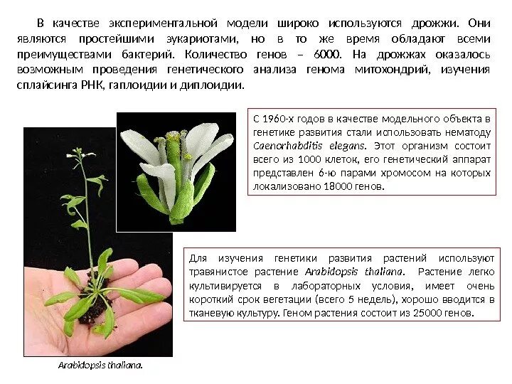 Резушка таля (arabidopsis thaliana). Резуховидка таля растение. Резушка таля (arabidopsis thaliana). Арабидопсис в космосе. Arabidopsis thaliana l.