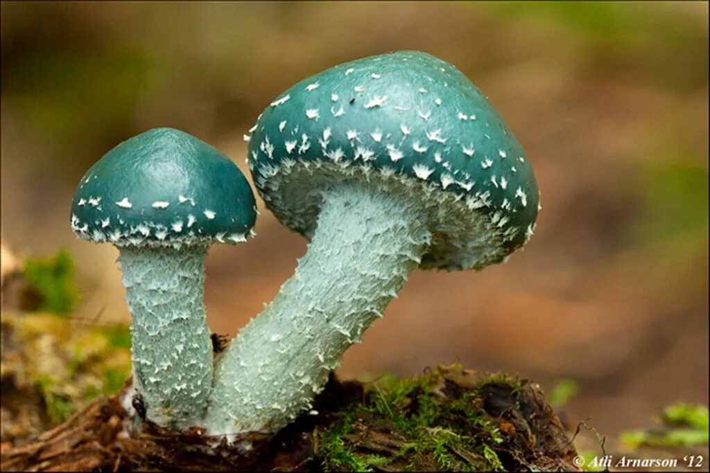 Яри медянки. Тройшлинг ярь-медянковый. Гриб строфария сине зеленая. Строфария сине-зеленая строфария сине-зеленая. Ярь медянка гриб.