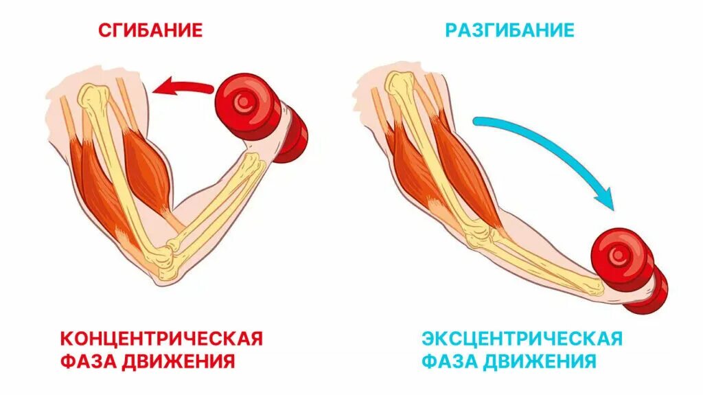 Разгибание в локтевом суставе происходит